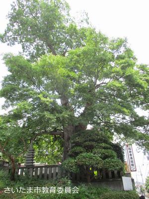 延命寺のムクノキ