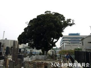 大日堂のシイノキの写真