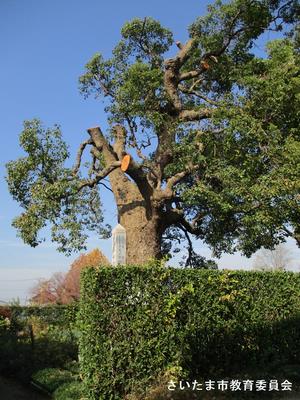 植田谷本のクスノキの写真