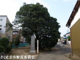 薬師堂のヒイラギの写真