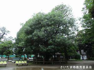 カイノキの写真