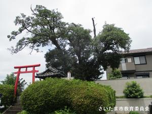 三橋のヒイラギの写真