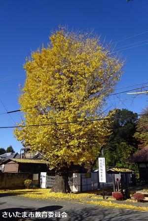 十王尊の大イチョウの写真