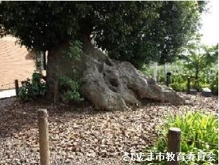 南中丸のアカガシ根元の写真