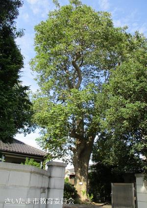 蓮沼のムクロジ
