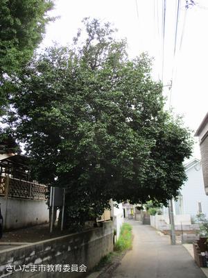 行弘寺のツバキ