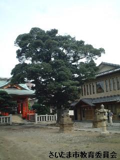 上小町氷川神社のモッコクの写真