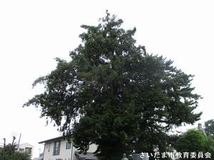 廓信寺のカヤの写真