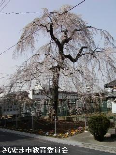 林鐘寺のイトザクラの写真