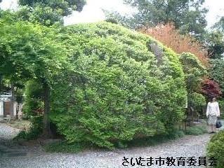 正圓寺のドウダンツツジの写真2