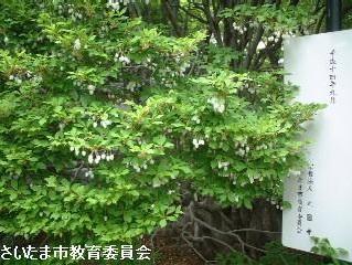 正圓寺のドウダンツツジの写真1