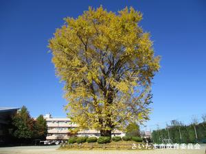 岩槻小学校のイチョウの写真