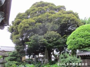 法光寺のシイノキの写真