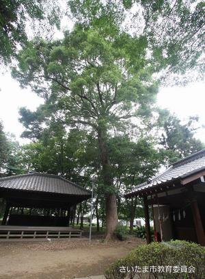 砂氷川社のクスノキ