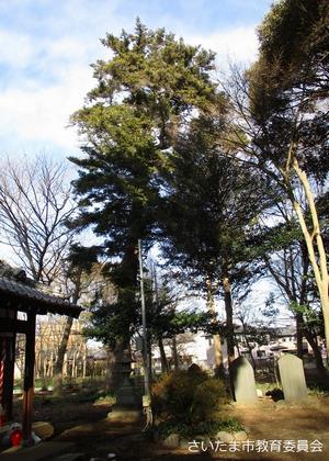 砂氷川社のモミ