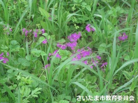 サクラソウ開花状況