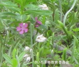 サクラソウ開花