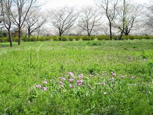 4月5日第二次指定地