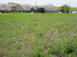 4月12日自生地