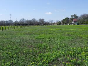 050314黄緑色を帯びる自生地