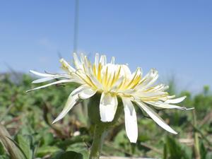 050314シロバナタンポポの花