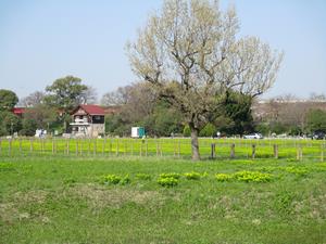 050322ノウルシで黄色く染まる自生地