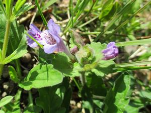 050322カキドオシの花