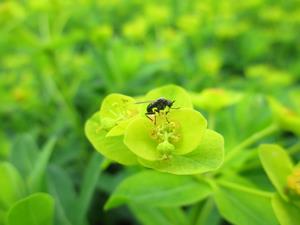 050327ノウルシの花と訪花昆虫