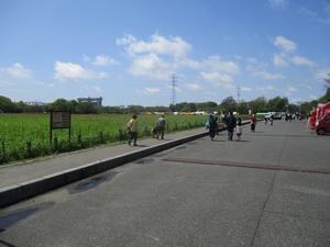 050416 さくら草祭り開催中の様子
