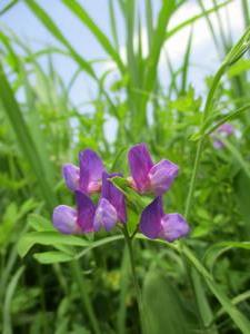 050420レンリソウの花