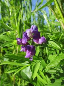 050427レンリソウの花