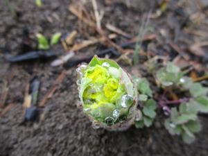 060222ノウルシの芽吹き