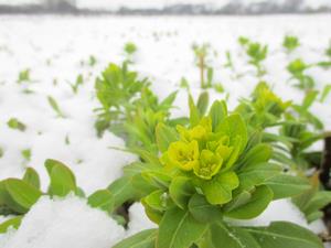 0600308　雪の中で開花するノウルシ