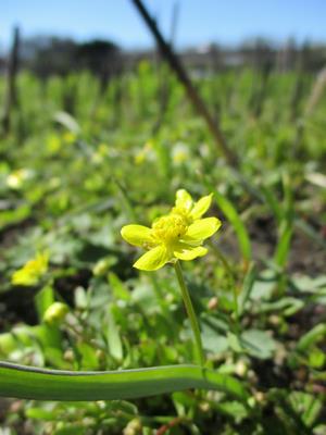 060327　ヒキノカサの花