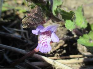 060327　カキドオシの花