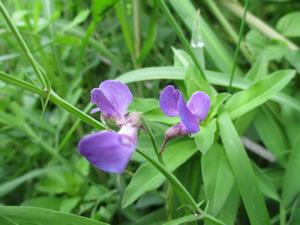 060508　レンリソウの花