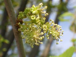 070417　クワの花