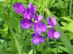 070507 レンリソウの花