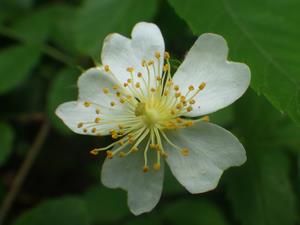 070507 ノイバラの花