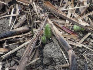 080224　サクラソウの芽吹き