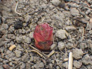 080224　ノウルシの芽吹き