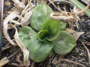 080224　アカネの芽吹き
