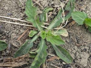 080224　ユウガギクの芽吹き