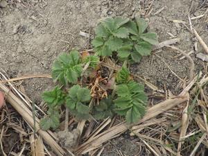 080224　キンミズヒキの芽吹き