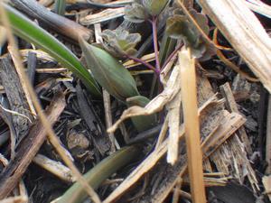 080224　蕾が見え始めたアマナ