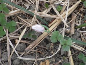 080224　開花直前のアマナ