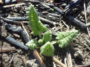 080305　サクラソウの芽吹き