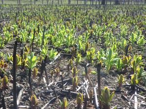 080305　ノウルシの芽吹き