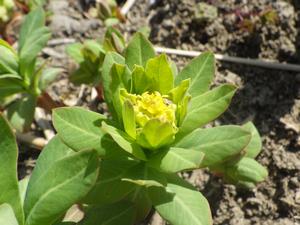 080305　ノウルシの花