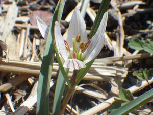 080305　アマナの花